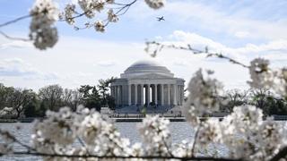 Japanske trešnje najavile proljeće u Vašingtonu