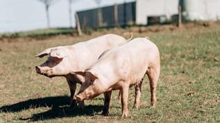 Na području Brčko distrikta do danas eutanazirano šest hiljada svinja