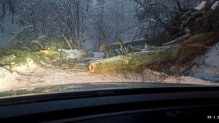 Kod Zavidovića obustavljen saobraćaj: Drvo se srušilo na ulicu