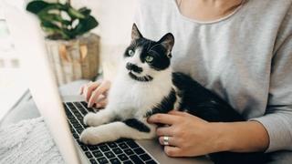 Šta mačka želi od vas kada vam sjedne na laptop ili na knjigu dok je čitate?