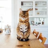 Pet najčešćih razloga zašto vam se mačka penje na sto i kako da prestane
