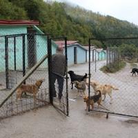 Poslije nevremena u Prači stradalo deset životinja: Psi iz azila ubili ovce?