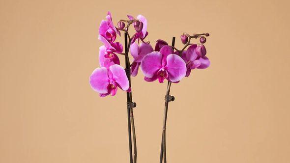Orhideja - Avaz