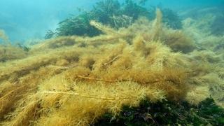 Australska morska alga podiže nivo kolagena u koži