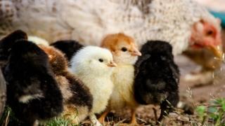 Ptičija gripa im ne može ništa: Britanci razvili genetski izmijenjene piliće