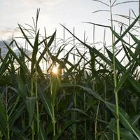 Poljoprivrednici očajni zbog katastrofalne sezone: Moramo propasti da bismo krenuli iznova