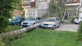 Fotografija iz bh. grada: Vlasnici su imali sreće, veliko stablo palo između dva automobila