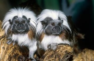 Dalas: Pronađeni majmuni koji su ukradeni iz zoološkog vrta