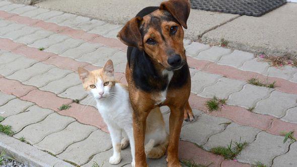 pas i mačka - Avaz