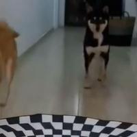 Hit video: Psi preskaču provaliju usred kuće
