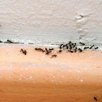 Mravi će se razbježati iz vaše kuće za dvije sekunde: Napravite ovaj domaći sprej 