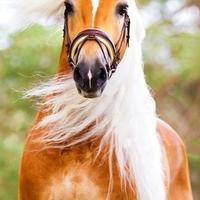 Predivni srebrni konji nose genetsku mutaciju