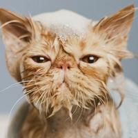 Zašto mačke mrze vodu