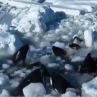 Zastrašujući snimak kitova ubica iz Japana: Najmanje deset orki zarobljeno u pukotini u ledu