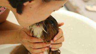 Pogledajte video psa koji ne želi jesti bez poljupca u čelo