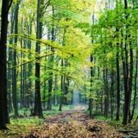 Aarhus centar u BiH - U FBiH nema Zakona o šumama, potrebno ga hitno usvojiti
