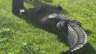 Aligator ubio staricu koja je šetala psa