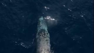 Primijećen kit sa slomljenom kičmom, vjerovatno povrijeđen u sudaru s brodom