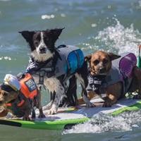 Pogledajte kako se ljubimci zabavljaju na Svjetskom prvenstvu u surfanju pasa