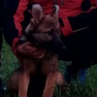 GSS Prenj dobio novog člana: Pas Nera će uskoro postati tragač za nestalim osobama