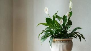 Cvijet koji mnogi imaju u svom domu: Upija prašinu