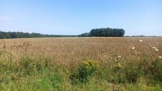 Novaković: Rod pšenice u Brčko distriktu bit će smanjen za 40 posto