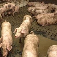 Prvi slučajevi afričke svinjske kuge potvrđeni u Crnoj Gori