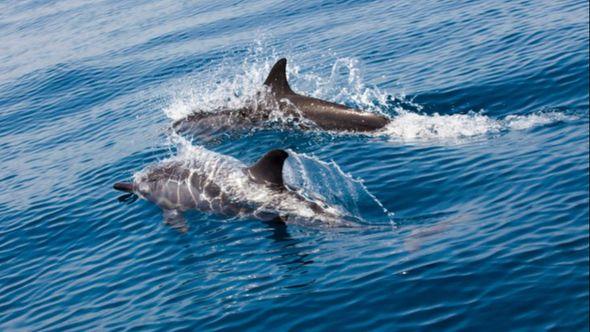 Uginulo više od 100 delfina u Brazilu - Avaz