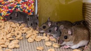 Ovo su neobična mjesta na kojima se miševi znaju kriti u domu