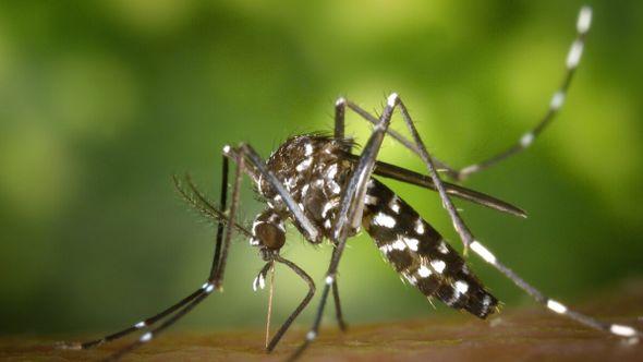 Komarci su najaktivniji tijekom sumraka i zore - Avaz
