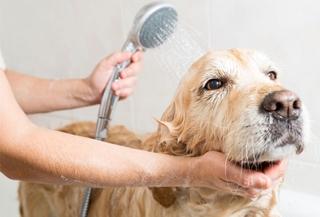 Evo koliko često trebate kupati psa