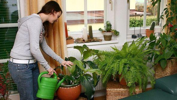 Sobne biljke pružaju i zdravstvene blagodati   - Avaz