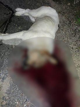 U Fojnici ubijen pas - Avaz