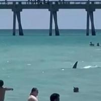Ajkula plivala blizu obale, plivači panično bježali na plažu