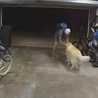 Video / Reakcija psa kada je ugledao lopova nešto je najslađe što ćete vidjeti