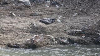 U rijeci Bosni pronađeno beživotno tijelo žene koja je nestala u Sarajevu
