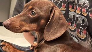 Essex dachshund Twiglet returned after video of theft shared