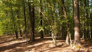 Pokrenuta inicijativa za usvajanje Zakona o šumama
