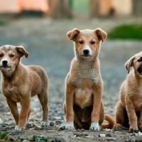 Šta je neophodno da to bude legalno: BiH uvozi čak i pse