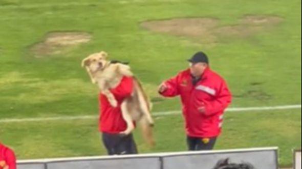 Nestašni pas uletio na fudbalski teren i ukrao loptu igračima