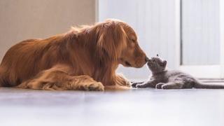 Zaštita i dobrobit životinja: Ovo su razlozi zašto treba udomiti pse i mačke