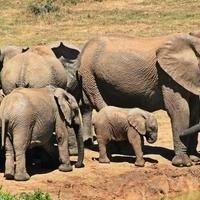 Zašto su umrle stotine slonova i da li im prijeti opasnost od izumiranja