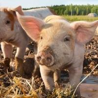 Svinjski fond na području Brčko distrikta smanjen za 40 posto nakon pojave afričke svinjske kuge
