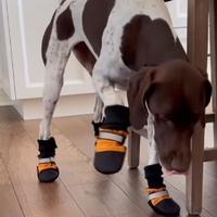 Urnebesan snimak psa koji je dobio cipelice: Vlasnica je samo željela da mu zaštiti šapice