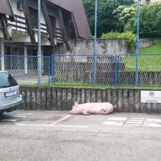 Video / Samo u BiH: Svinja zavezana na parkingu policije 