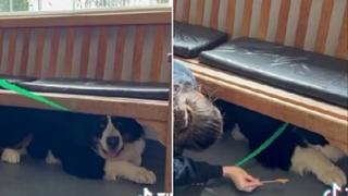 Ovaj pas toliko se boji veterinara da odbija izaći iz skloništa