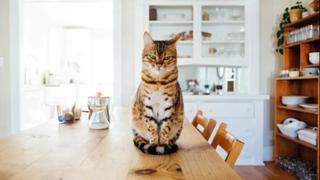 Pet najčešćih razloga zašto vam se mačka penje na sto i kako da prestane