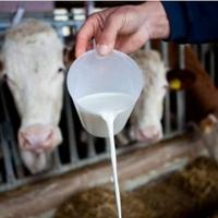 Farme se gase, građanima litar postaje preskup: Ko podiže cijenu mlijeka