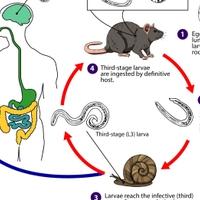 Parazitski valjkasti crv širi se po Americi: Iz pacova može prijeći na ljude