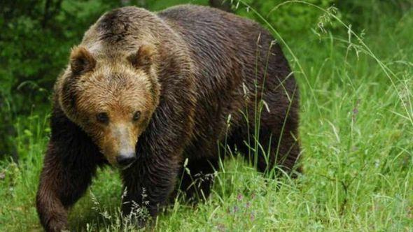Medvjedi šetaju ulicama Kupresa - Avaz